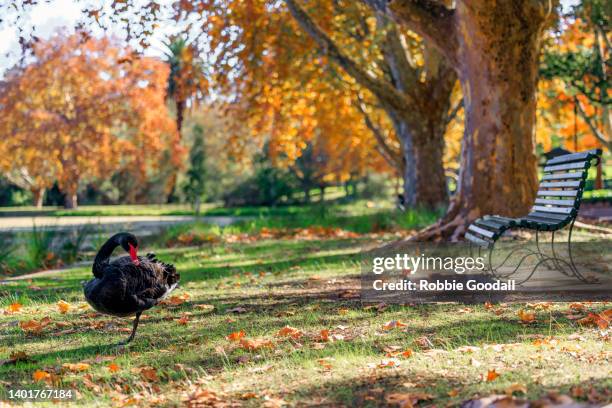 autumn colours at hyde park with a black swan in the foreground - western australia. - black swans stock pictures, royalty-free photos & images