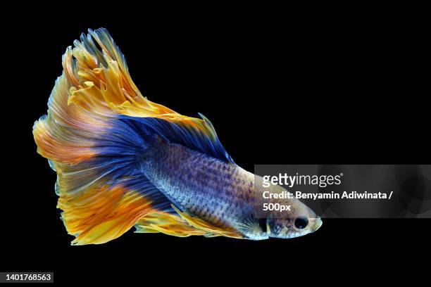 close-up of siamese fighting fish against black background - cute fish stock pictures, royalty-free photos & images