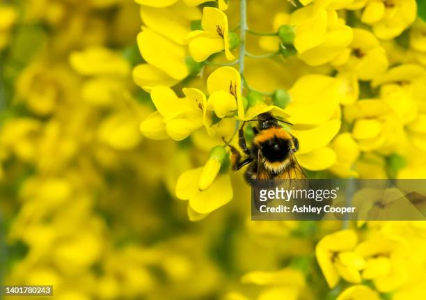a laburnum, laburnum anagyroides in ambleside, lake district, uk with a bumblebee gathering pollen. - laburnum anagyroides stock pictures, royalty-free photos & images