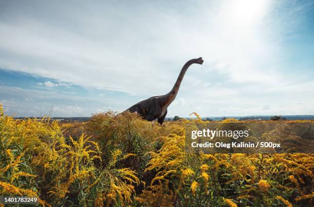 the great wall of china - brachiosaurus bildbanksfoton och bilder