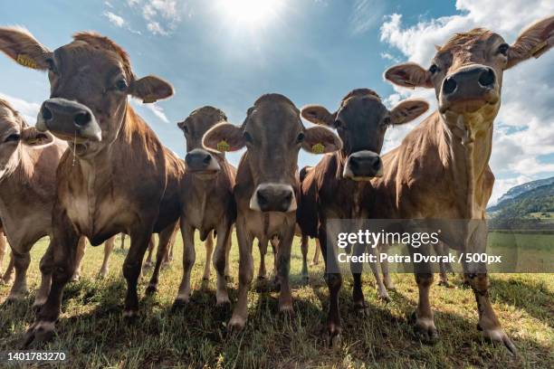 wide angle lens close-up on a herd of cows in the mountains - calf stock-fotos und bilder