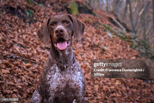 portrait of pointer dog sticking out tongue while standing on field - pointer dog stock pictures, royalty-free photos & images