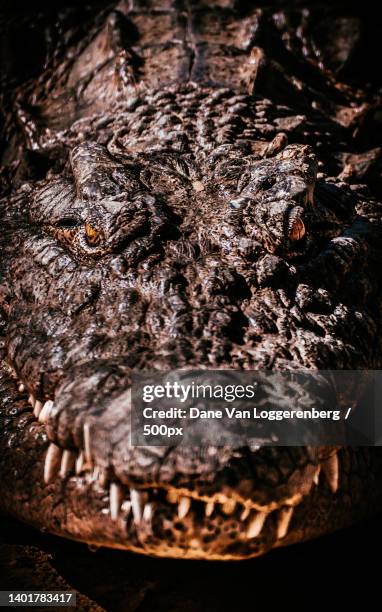 close-up of food on table - animal scale stock pictures, royalty-free photos & images