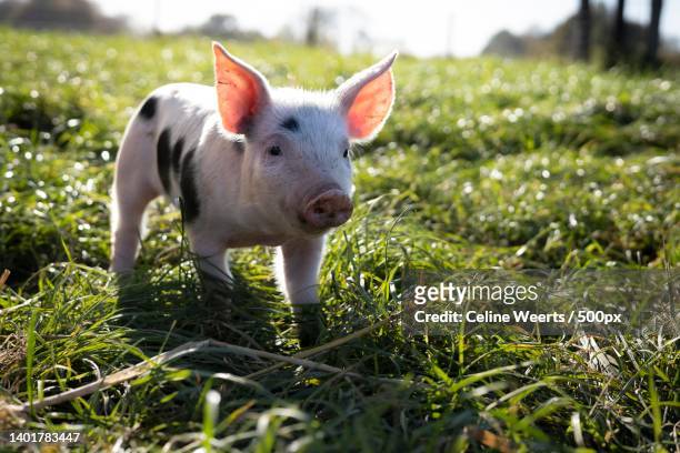 cute baby pig on grassy field,limburg,netherlands - pig snout stock-fotos und bilder
