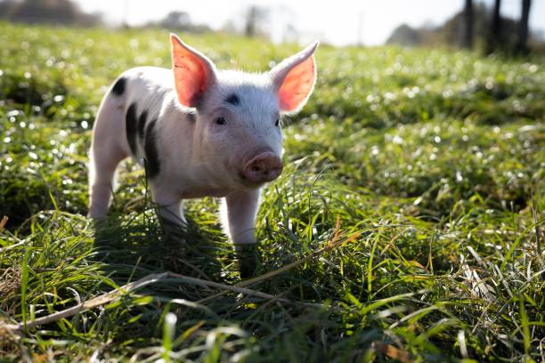 A pig being cool