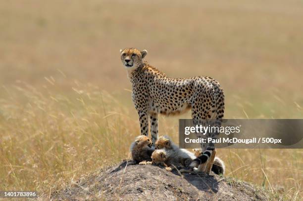 portrait of adult cheetah with cubs on a mound of dirt,maasai mara national park,kenya - cheetah stock pictures, royalty-free photos & images