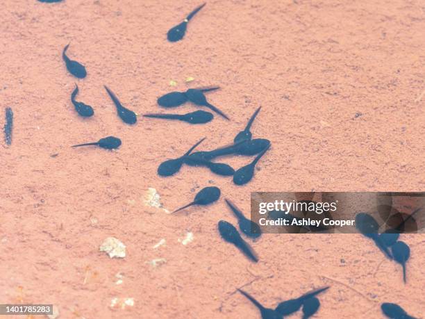 tadpoles of the common frog in a pool at hodbarrow, cumbria, uk. - renacuajo fotografías e imágenes de stock
