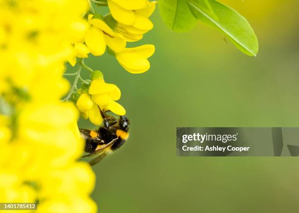 a laburnum, laburnum anagyroides in ambleside, lake district, uk with a bumblebee gathering pollen. - laburnum anagyroides stock pictures, royalty-free photos & images