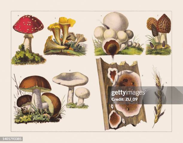 various edible and inedible mushroomss, chromolithograph, published in 1891 - claviceps purpurea stock illustrations