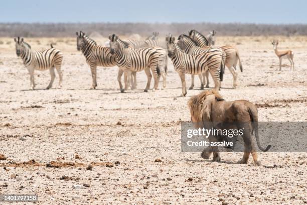 leone cerca di cacciare alcune zebre e impala nel parco nazionale di etosha, namibia, africa - cacciare foto e immagini stock