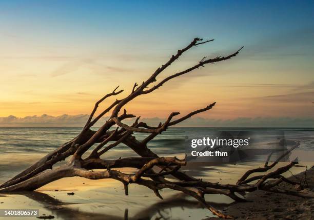 sunset at the beach with driftwood - driftwood foto e immagini stock