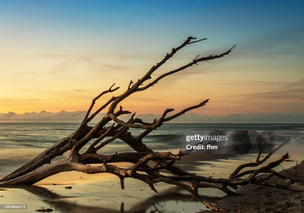 Sunset at the beach with driftwood