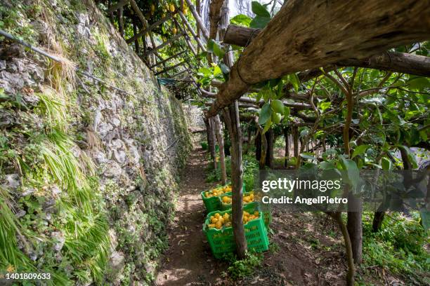 the amalfi coast and lemon cultivation. - zitronen feld stock-fotos und bilder