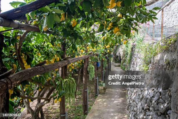 the amalfi coast and lemon cultivation. - zitronen feld stock-fotos und bilder