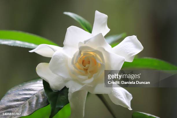 delicate gardenia - gardenia stock pictures, royalty-free photos & images