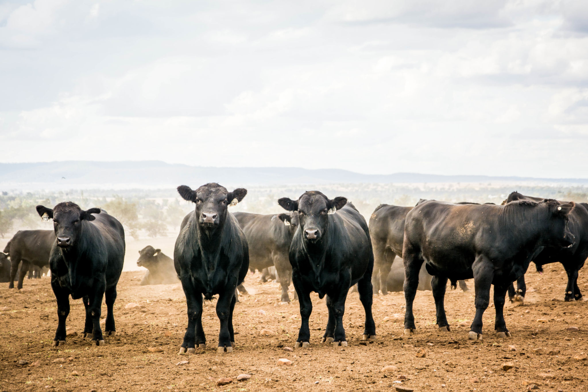 local farm beef