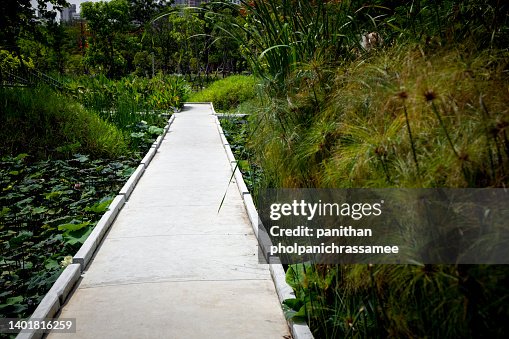Parks Without Ramps Green Community Park Without People Concept For Green Public Space High ...