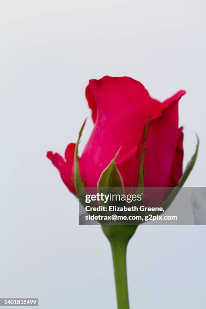 Long Red Roses Line 73 Long Stemmed Red Roses Stock Photos, High-Res Pictures, and Images ...