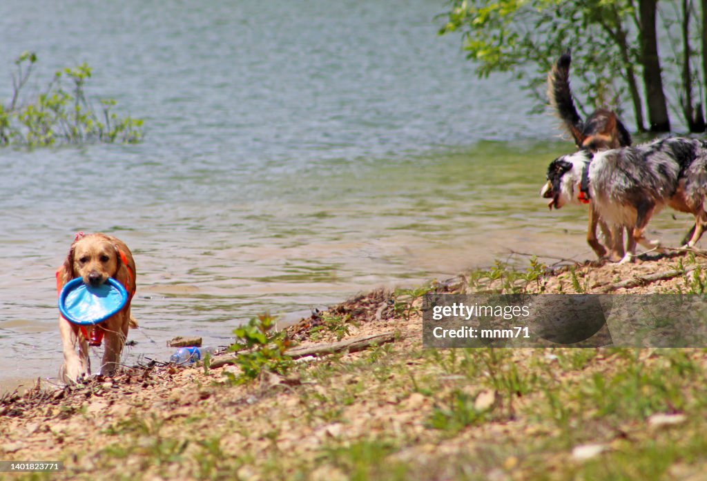 Dogs catching frisbees at the beach at Lake Cumberland Kentucky, USA