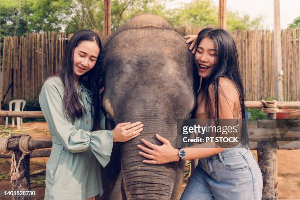 two women happily hugged an elephant. - posh people with big teeth stock-fotos und bilder