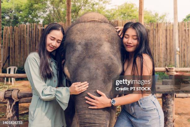 two women happily hugged an elephant. - posh people with big teeth stock-fotos und bilder