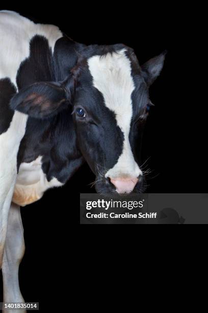 portrait of a dairy calf. - factory farming stock pictures, royalty-free photos & images