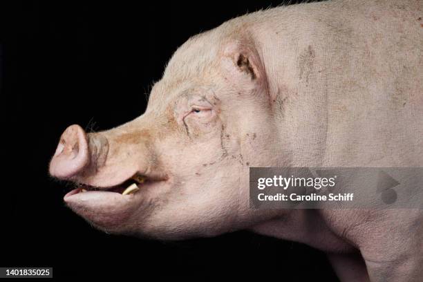 portrait of a male adult pig. - factory farming stock pictures, royalty-free photos & images