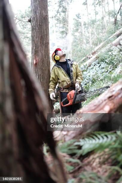 lumberjack cutting tree - tradesman with chainsaw stock pictures, royalty-free photos & images