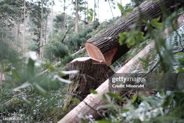 stump of felled tree in the forest - fallen tree stock pictures, royalty-free photos & images