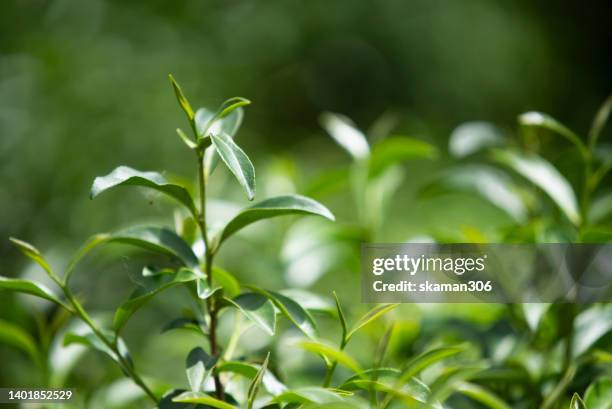 close up top teas with tea plantation and copy space - green tea plantation leaves stock-fotos und bilder