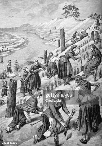 ilustraciones, imágenes clip art, dibujos animados e iconos de stock de fortificación de las dunas en el escupitajo de curlandia - banco de arena