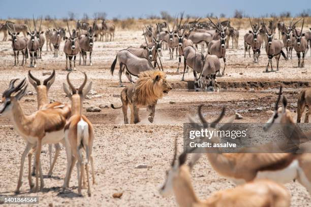 männlicher löwe läuft in der mitte von herden von oryx und impalas. etosha nationalpark, namibia, afrika - antilope stock-fotos und bilder