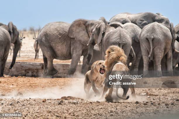 zwei löwen kämpfen vor elefanten am wasserloch im etosha nationalpark, namibia, afrika - löwe großkatze stock-fotos und bilder