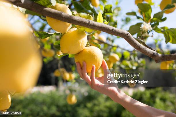 woman picking fresh lemon from tree, ischia island - lemon tree stockfoto's en -beelden