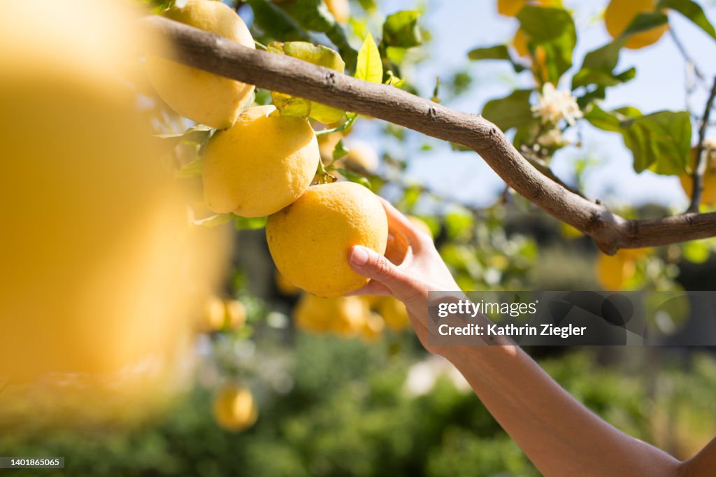 Woman picking fresh lemon from tree, Ischia Island