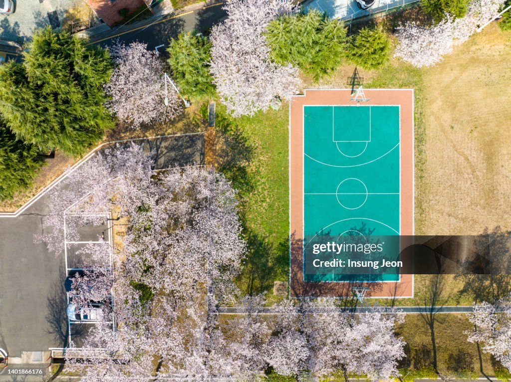 Spring basketball court with cherry blossom trees