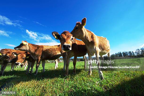 jersey cattle calves - jersey cattle stock pictures, royalty-free photos & images