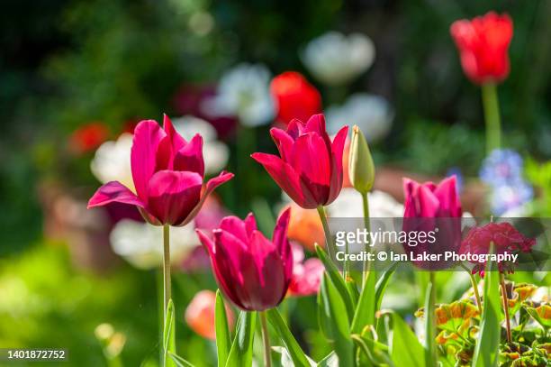 littlebourne, kent, england, uk. 30 april 2022. close up of tulips in the sun. - springtime garden stock pictures, royalty-free photos & images