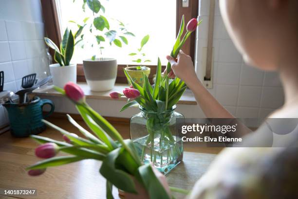 teenage girl arranging purple-pink tulips into a large glass jar part filled with water and with a few sunken copper coins in the water to prevent drooping. - blumenstrauß tulpen stock-fotos und bilder