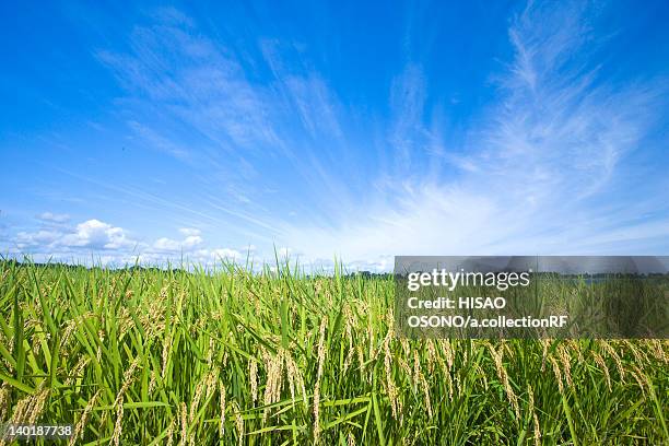 rice crop, ibaraki prefecture, honshu, japan - ibaraki prefecture photos et images de collection