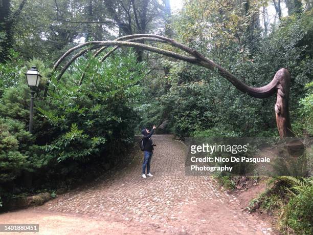 man observing bent tree - unusual stock pictures, royalty-free photos & images