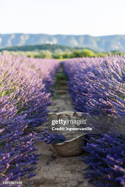 straw basket with lavender in field against mountains and sky - provence alpes cote d'azur stock pictures, royalty-free photos & images