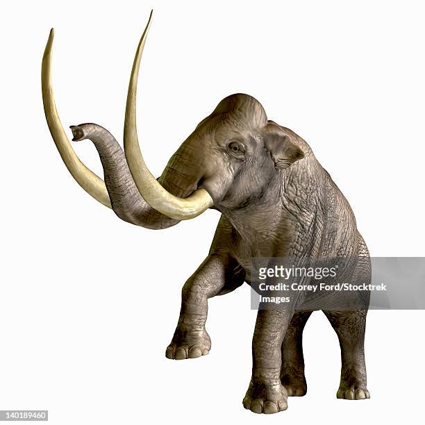stockillustraties, clipart, cartoons en iconen met the columbian mammoth - animal trunk