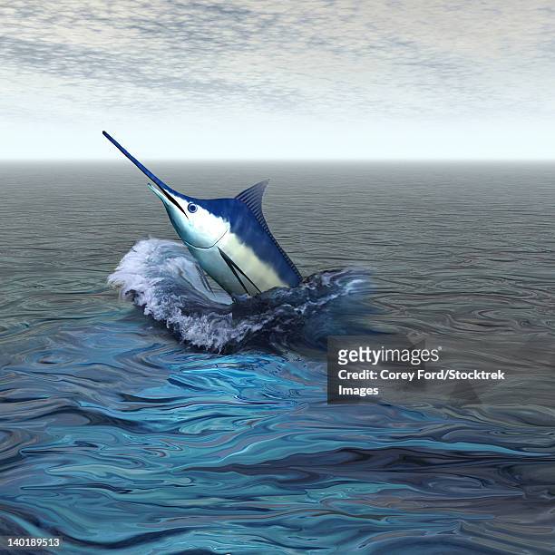 a blue marlin bursts from the ocean in a great slash of water. - marlin stock-grafiken, -clipart, -cartoons und -symbole