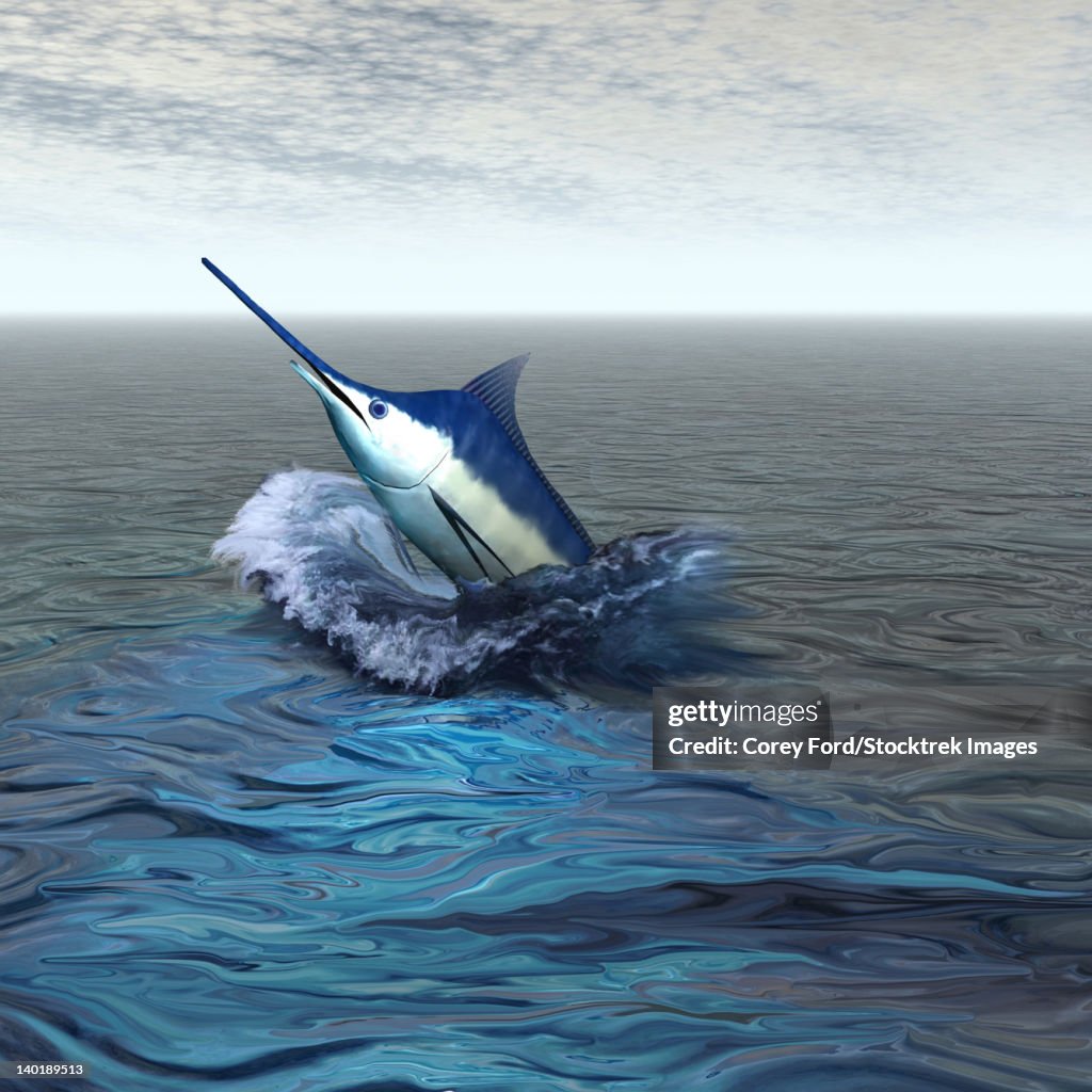 A Blue Marlin bursts from the ocean in a great slash of water.