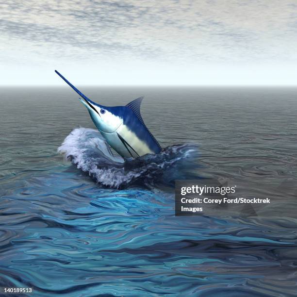 Marlin Getting Rizzy Marlin Jumping Out Of Water Photos and Premium High Res Pictures ...