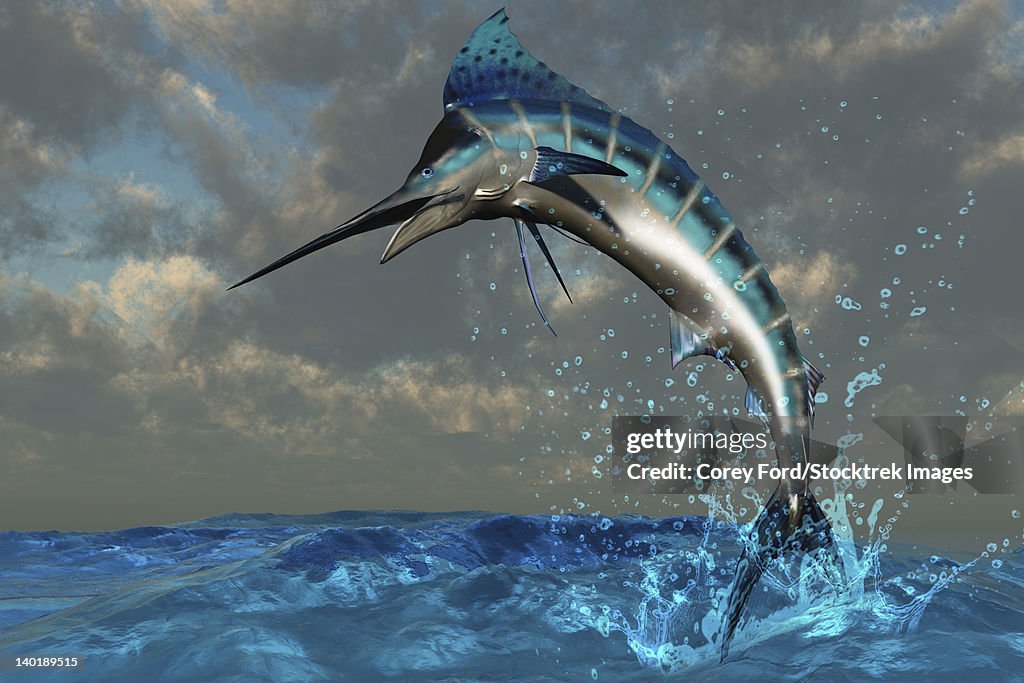 A spectacular Blue Marlin flashes its iridescent colors as it bursts from the ocean.