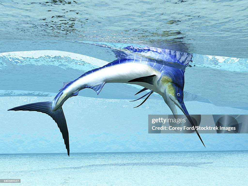 A Marlin dives in shallow waves looking for fish to eat.