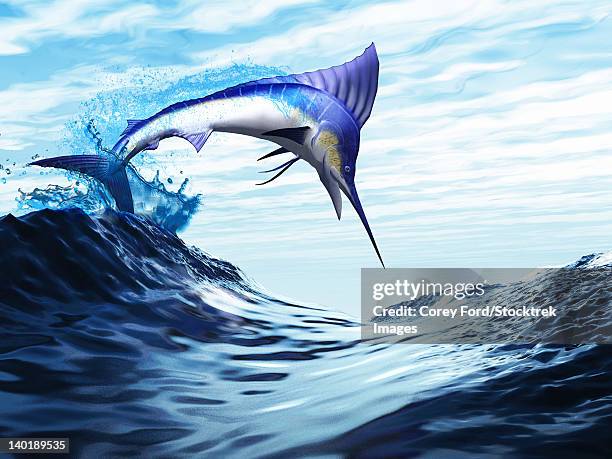 illustrations, cliparts, dessins animés et icônes de a beautiful blue marlin bursts through a wave in a spectacular jump. - blue marlin