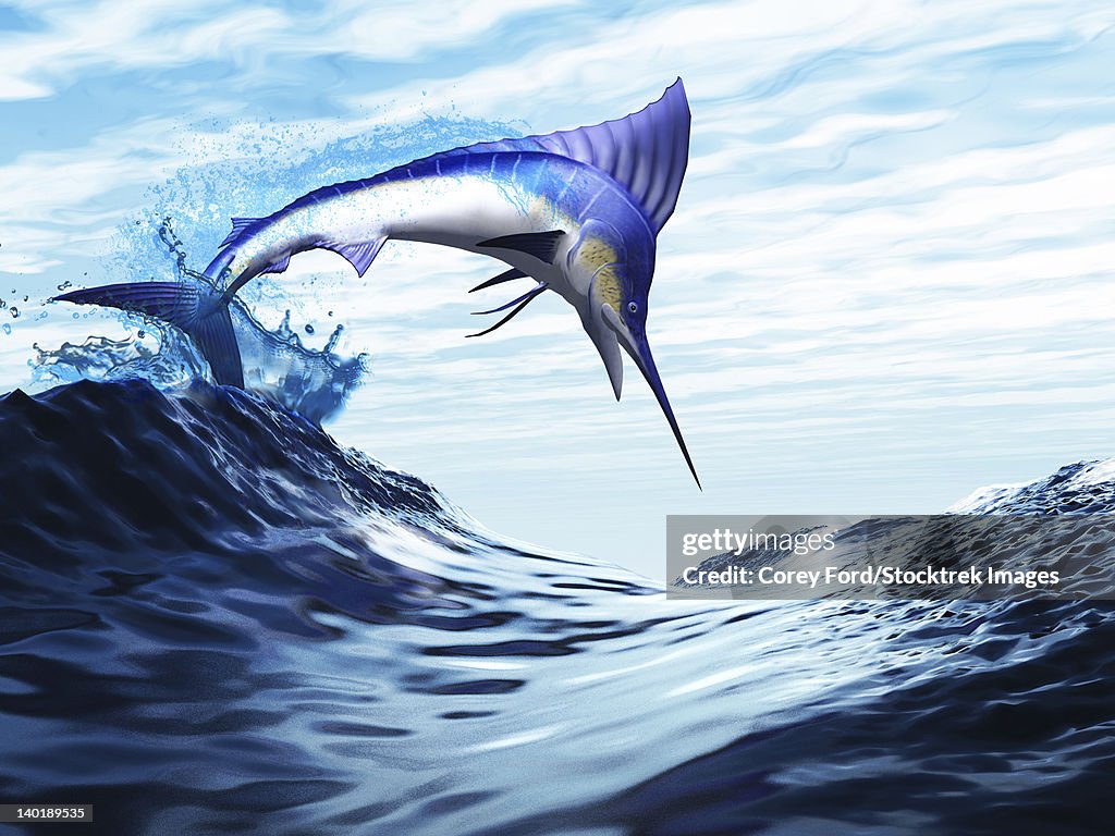 A beautiful blue marlin bursts through a wave in a spectacular jump.